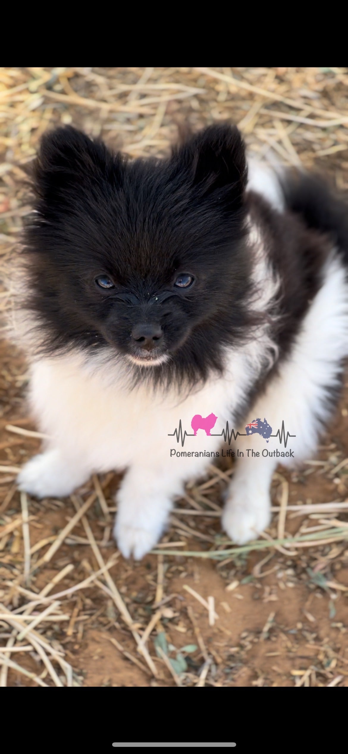 Waking up with the Pomeranian