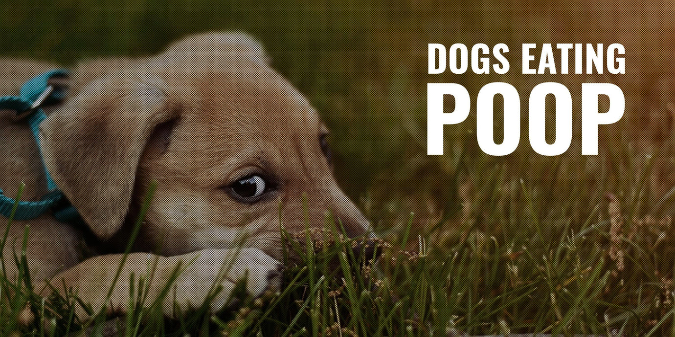 Understanding' Coprophagia: Why Dogs Eat Poop and How to Prevent It