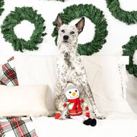 Fringe Studio Too Cute To Chill Plush Squeaker Christmas Dog Toy