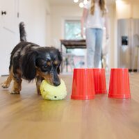 West Paw The Dog's Best Friend Interactive Board Game