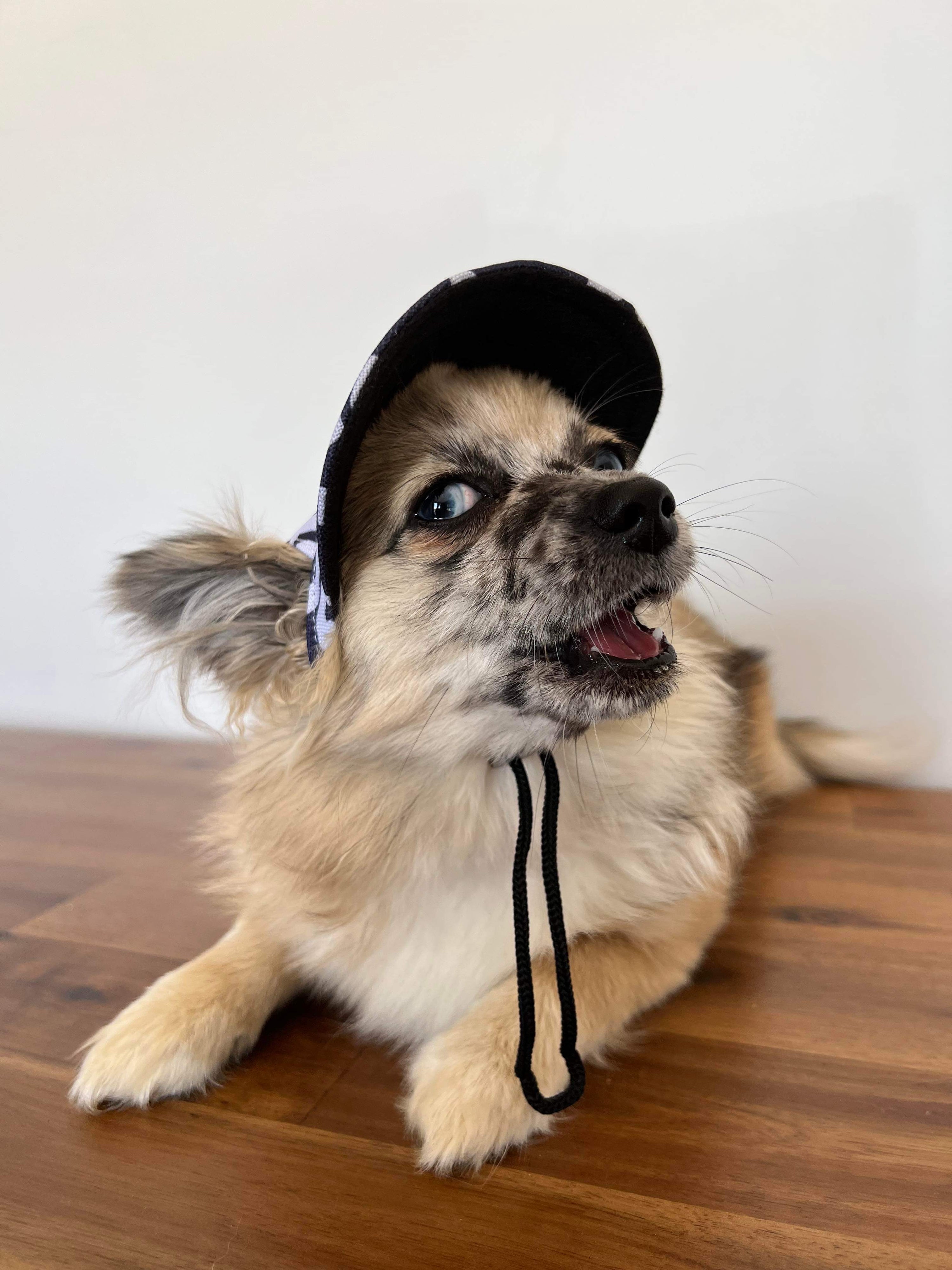 Life in the Outback: Stylish and Protective Pet Hats for Dogs and Cats of All Sizes