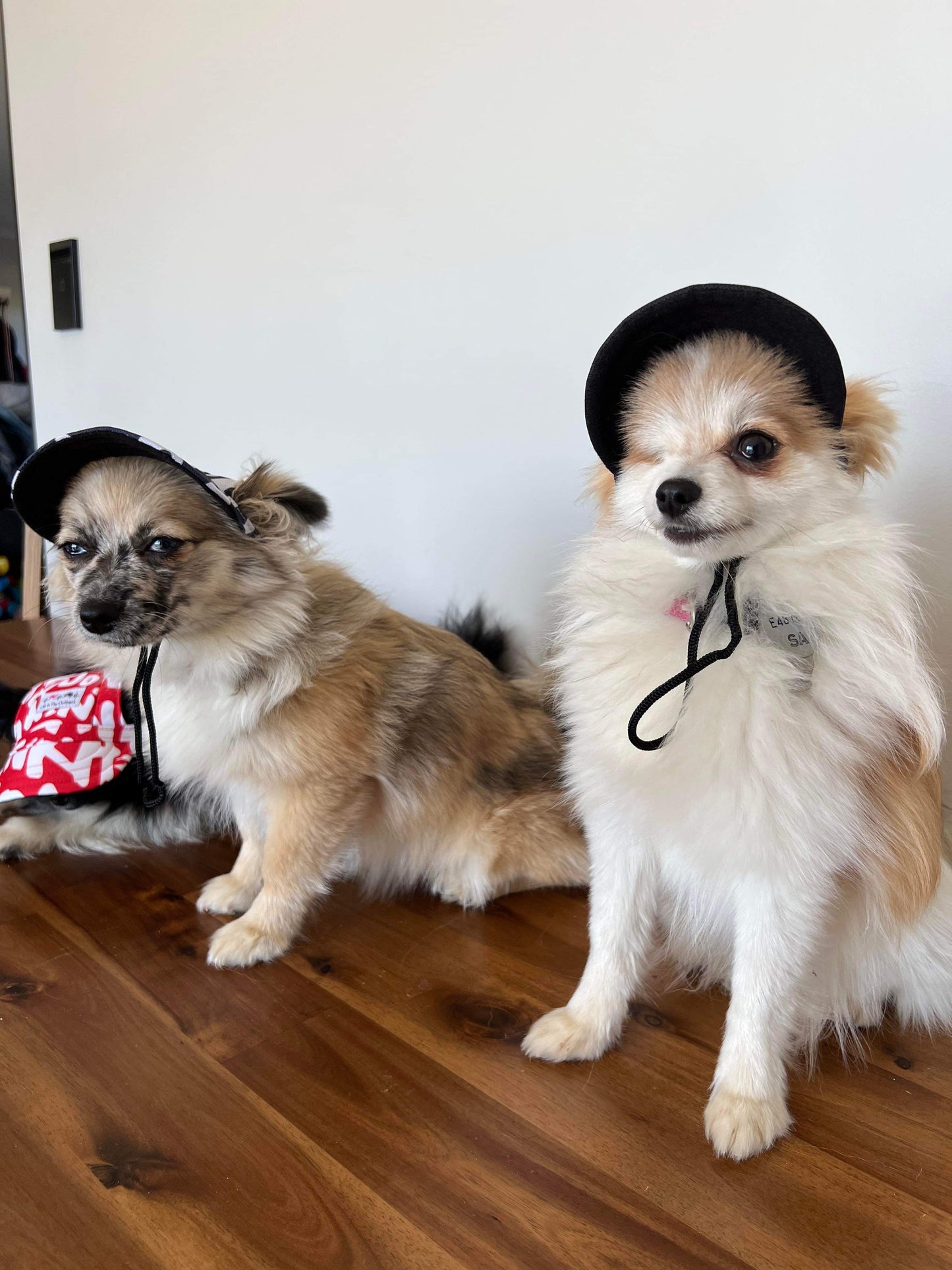 Life in the Outback: Stylish and Protective Pet Hats for Dogs and Cats of All Sizes