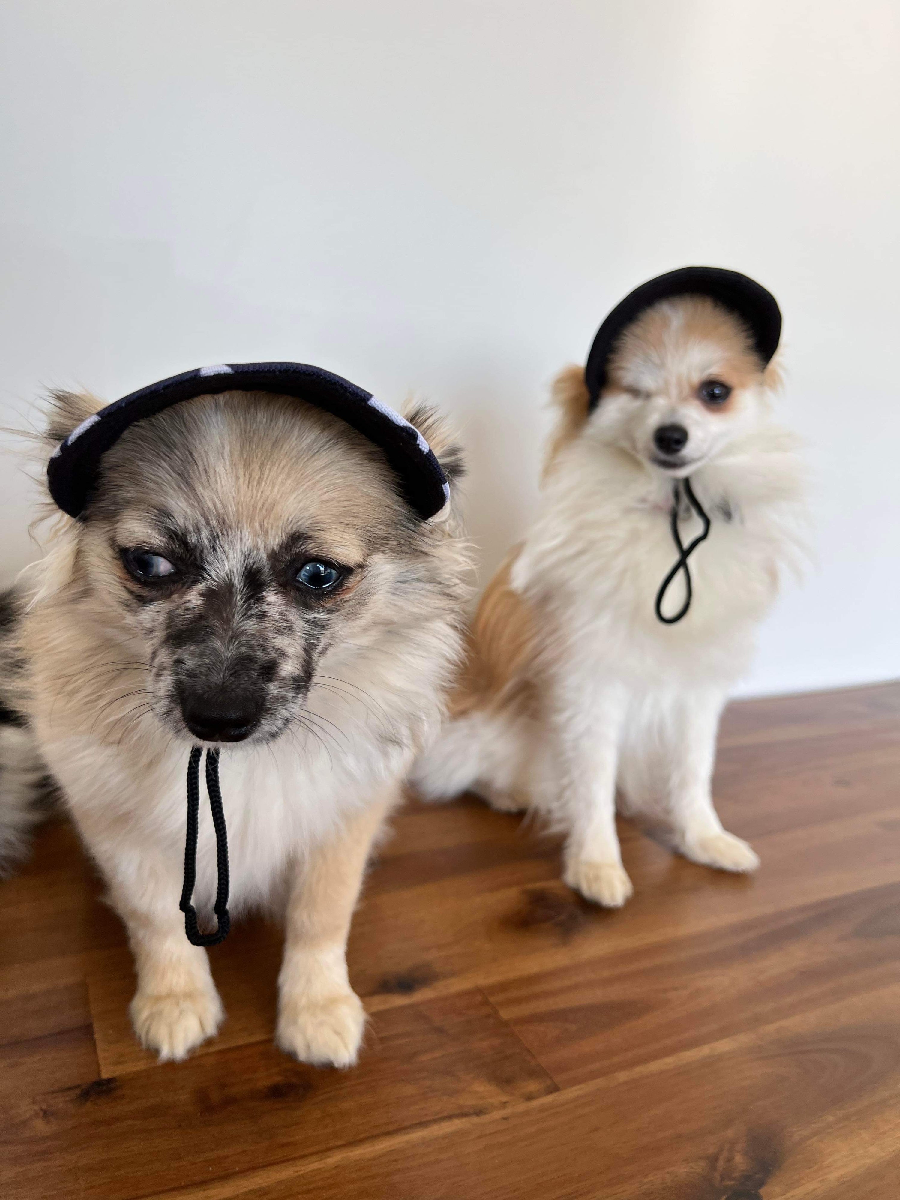 Life in the Outback: Stylish and Protective Pet Hats for Dogs and Cats of All Sizes