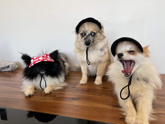 Life in the Outback: Stylish and Protective Pet Hats for Dogs and Cats of All Sizes