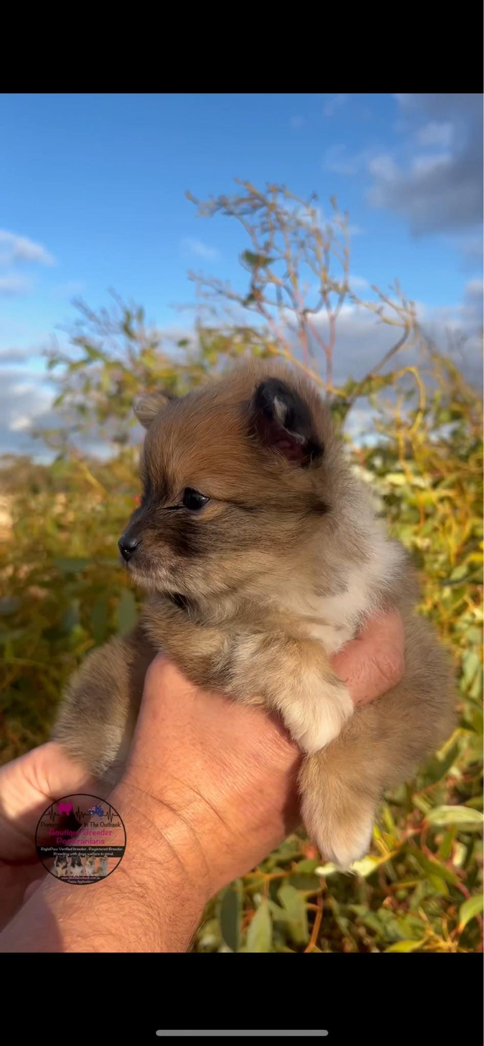 Blueberry's Puppy Koda