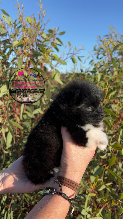 Oreo's Puppies Penny