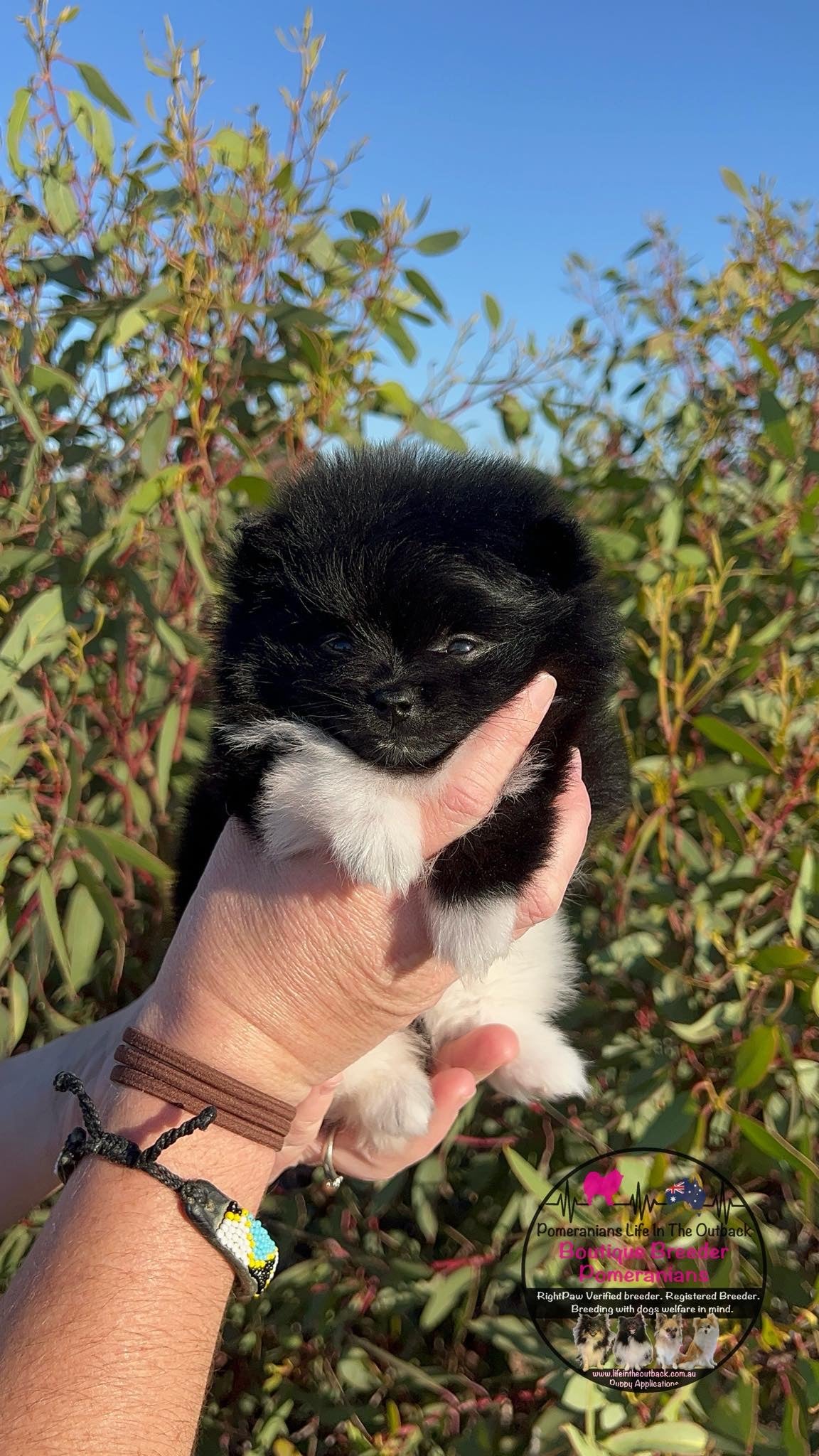 Oreo's Puppies Penny