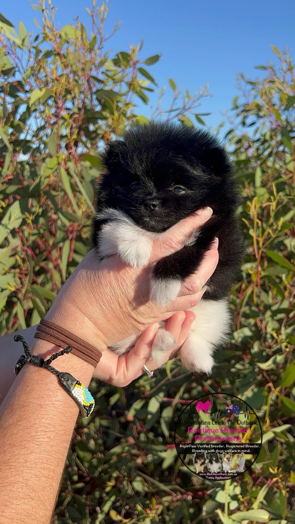 Oreo's Puppies Penny