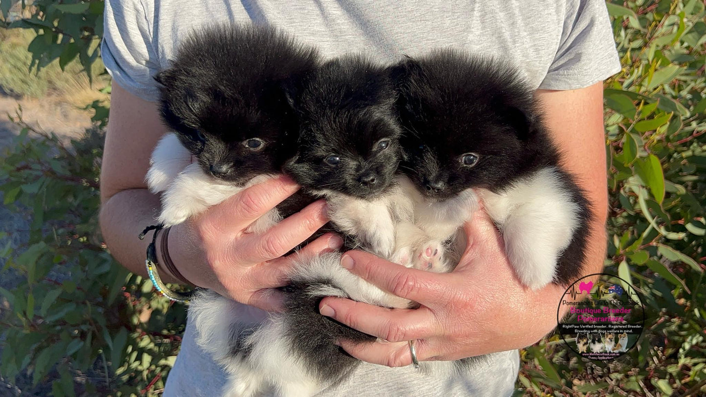 Oreo's Puppies Penny