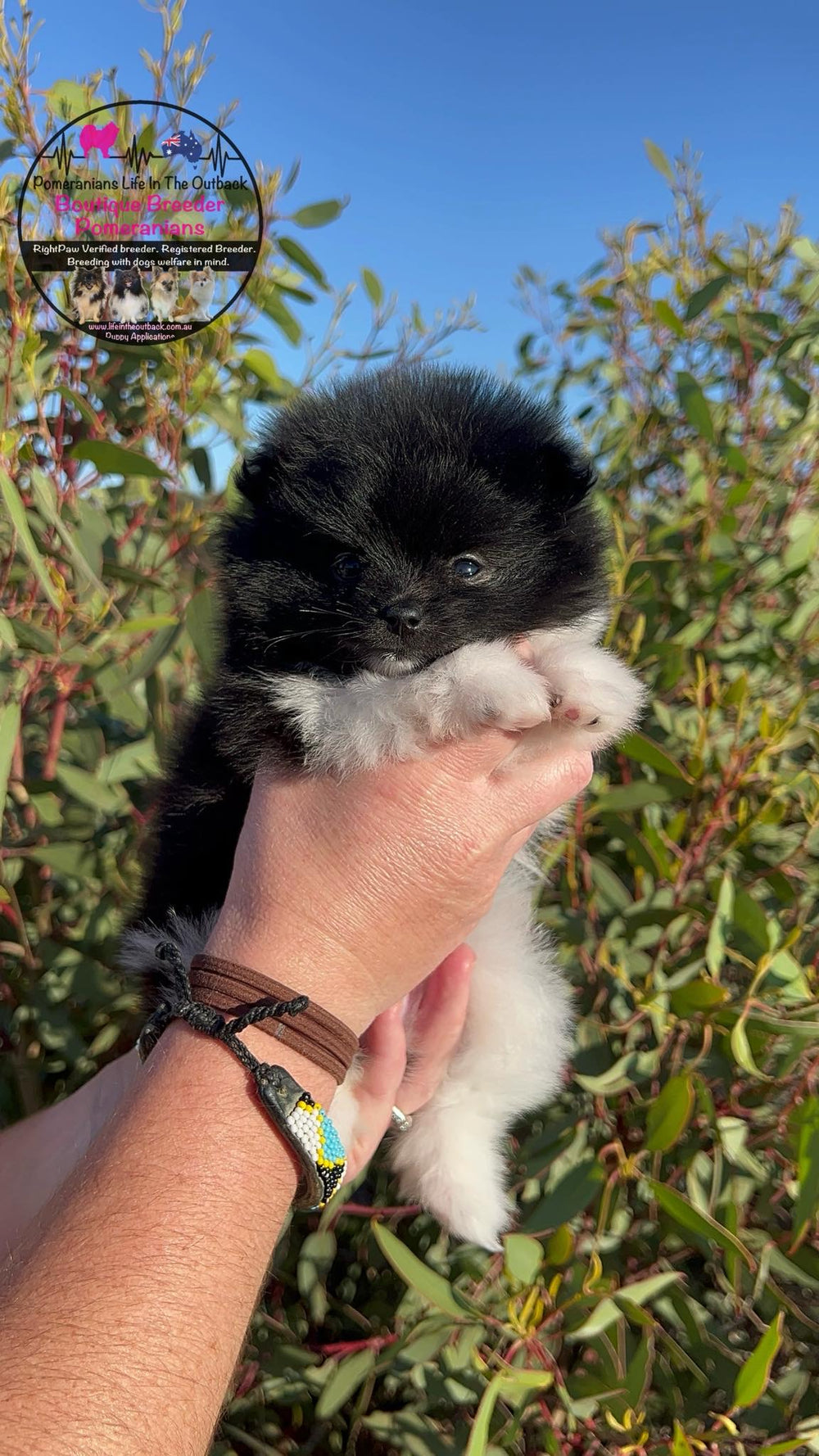 Oreo's Puppies Fred