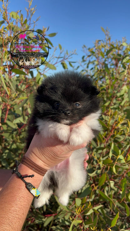 Oreo's Puppies Fred