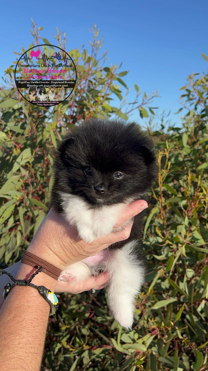 Oreo's Puppies Loui