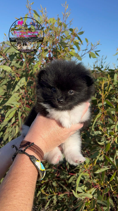 Oreo's Puppies Loui