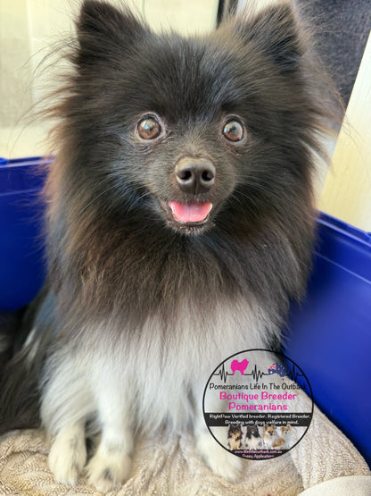 Cooper ( out side stud )