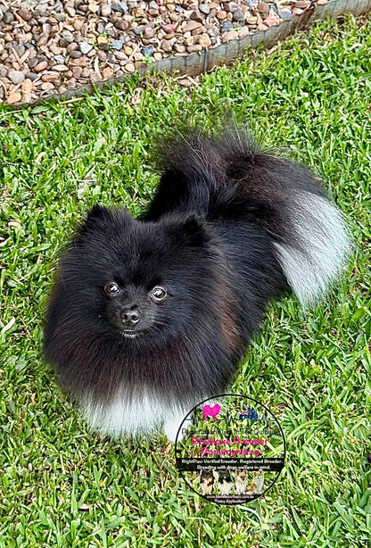 Cooper ( out side stud )