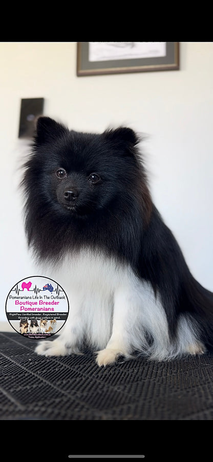 Cooper ( out side stud )