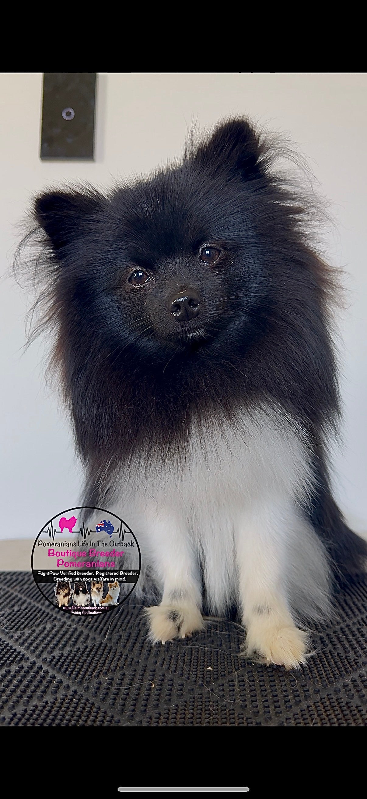 Cooper ( out side stud )