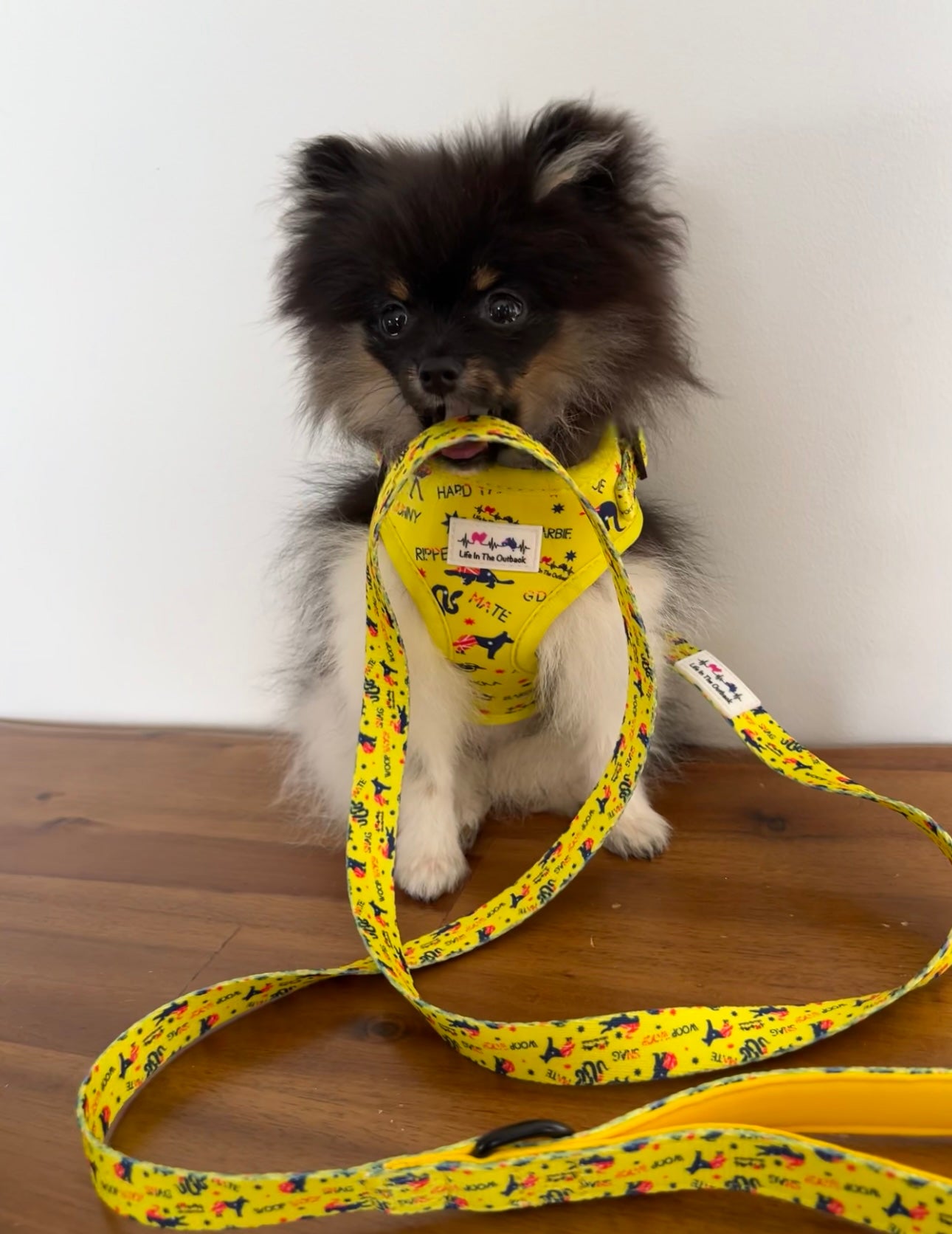 Life in Outback Slang Adventure Combo Pack: Harness, Leash, Collar & Poop Bag Set 🐾🇦🇺