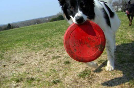 4 x KONG Flyer Frisbee Classic Red Non-Toxic Rubber Fetch Dog Toy