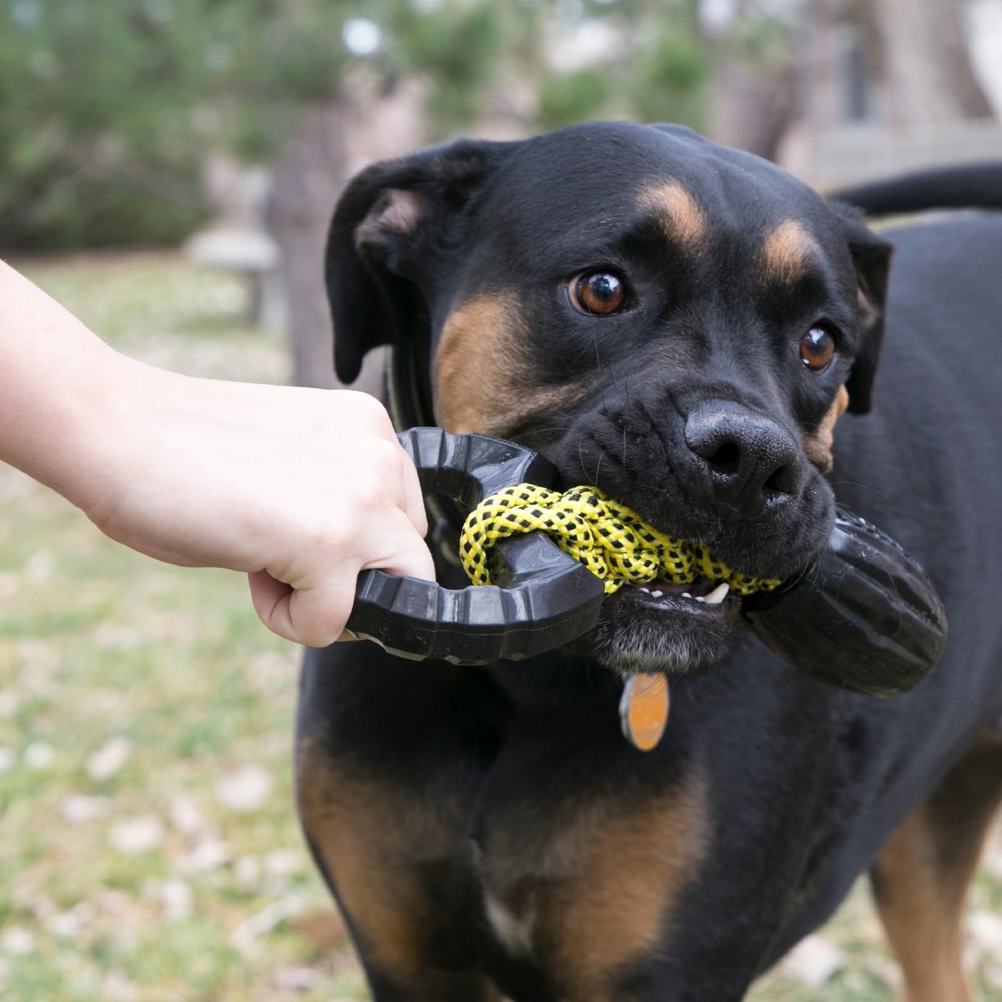 KONG Jaxx Braided Tug Large 4 pack