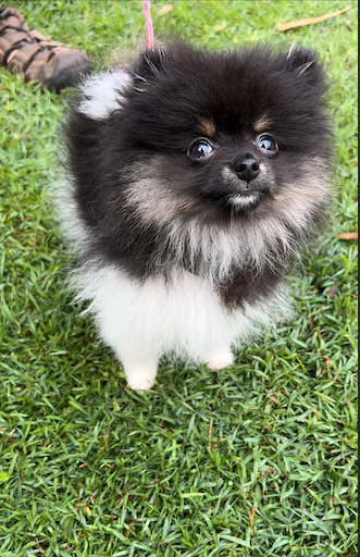 Oreo pomeranian online