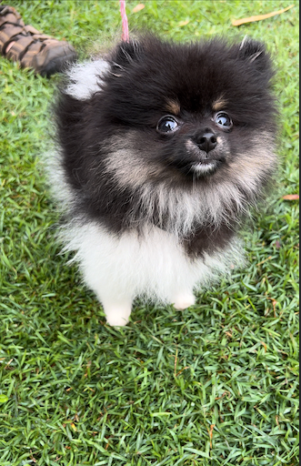 Oreo pomeranian store