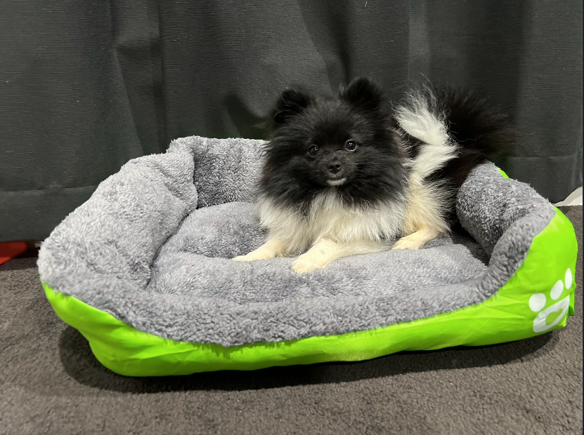 Vibrant Pawprint Dog Beds, the perfect blend of comfort and style for your cherished furry friend! 🐾🛏️🌈