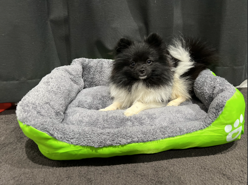 Life in the outback Vibrant Pawprint Dog Beds, the perfect blend of comfort and style for your cherished furry friend! 🐾🛏️🌈