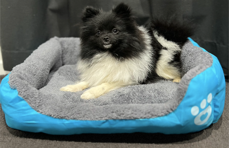 Life in the outback Vibrant Pawprint Dog Beds, the perfect blend of comfort and style for your cherished furry friend! 🐾🛏️🌈