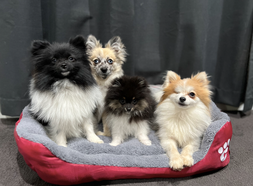 Life in the outback Vibrant Pawprint Dog Beds, the perfect blend of comfort and style for your cherished furry friend! 🐾🛏️🌈