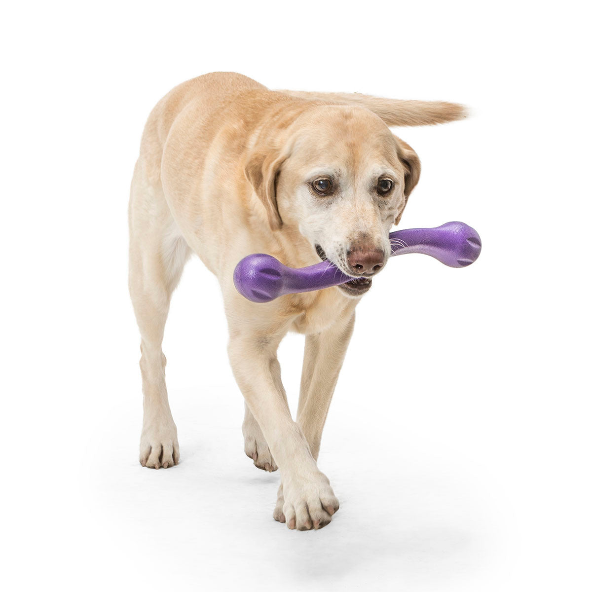 West Paw Zwig Tug & Fetch Stick Dog Toy in Bright New Colours