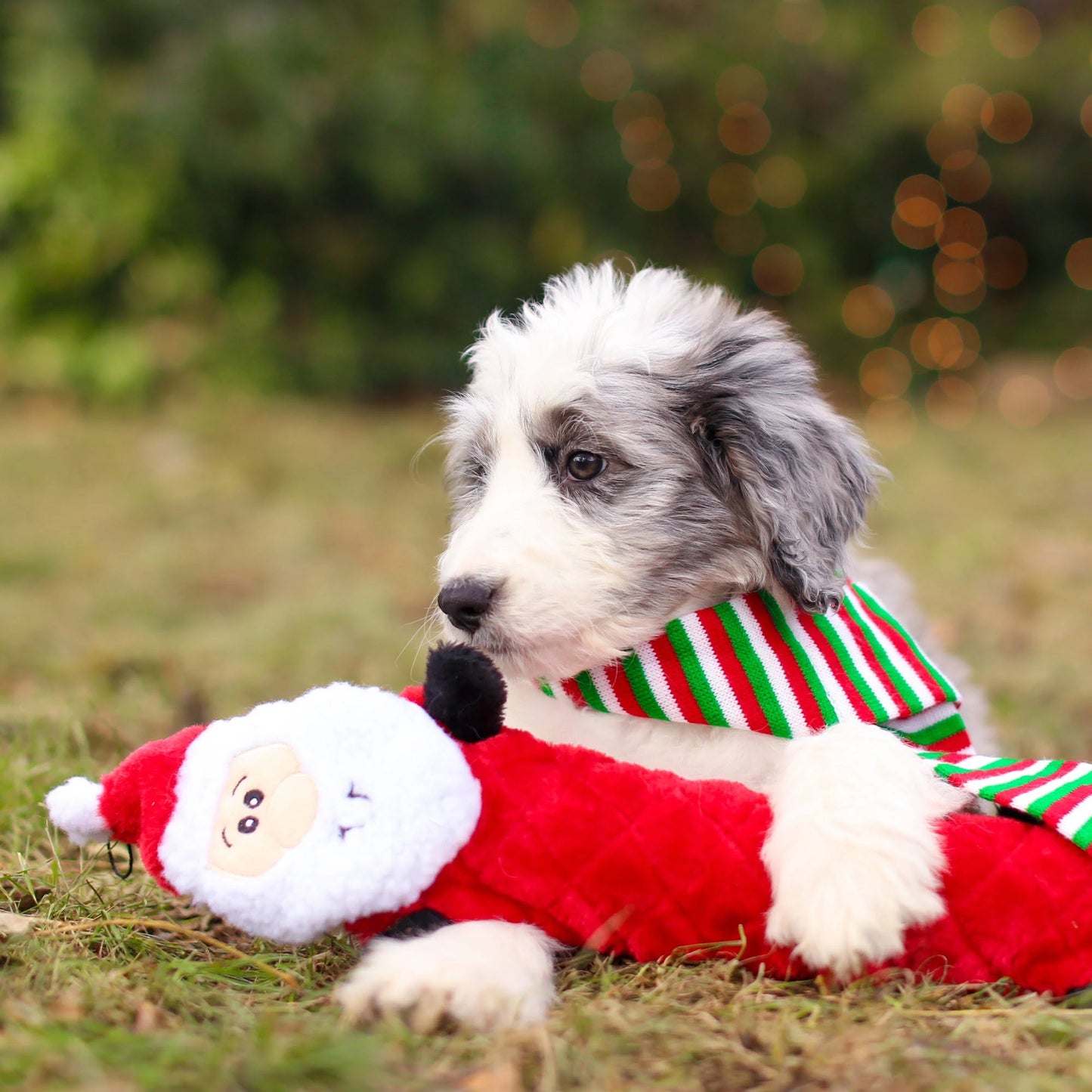 Zippy Paws Christmas Jigglerz Shakeable Dog Toy - Santa