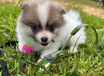 Luna's Puppy Red