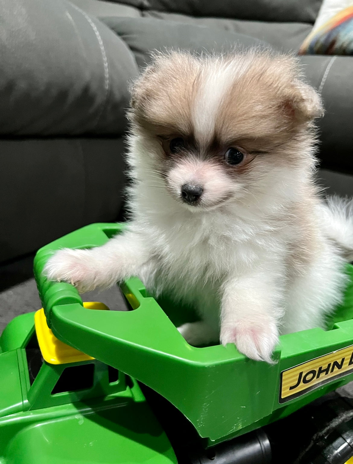 Luna's Puppy Green